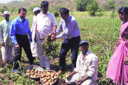 आंतर पीक पद्धतीत विक्रमी बटाटा