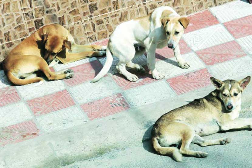 भटक्या कुत्र्यांच्या चाव्यानंतर प्रतिबंधात्मक उपाय म्हणून रेबीजची लस देण्यात येते.