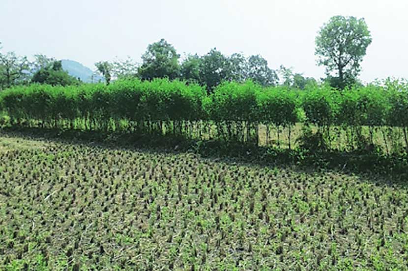 ठाणे जिल्ह्यातील शेतकऱ्यांना खाचरातील तुरीचा आधार