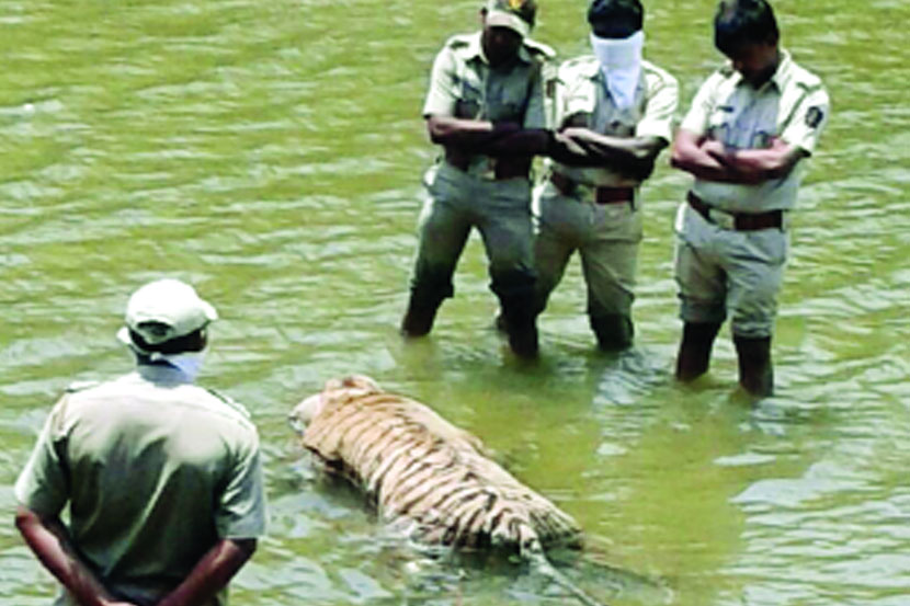 उमा नदीच्या पात्रात मृतावस्थेत सापडलेली वाघीण.