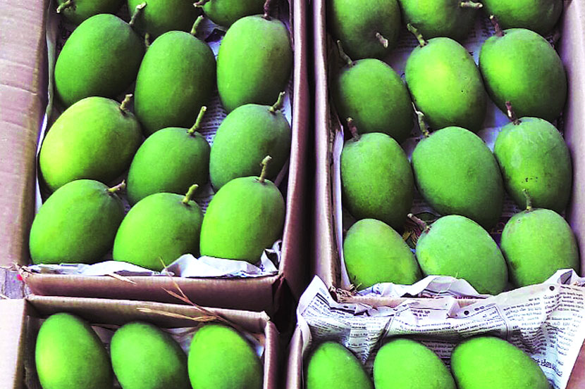  उरणमधील आंबा उत्पादनात २० टक्के पेक्षा अधिकची घट होण्याची शक्यता कृषी विभागाकडून व्यक्त केली जात आहे.