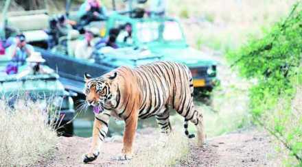 Madhya Pradesh has lost nearly 16 tigers, including seven in Pench reserve 