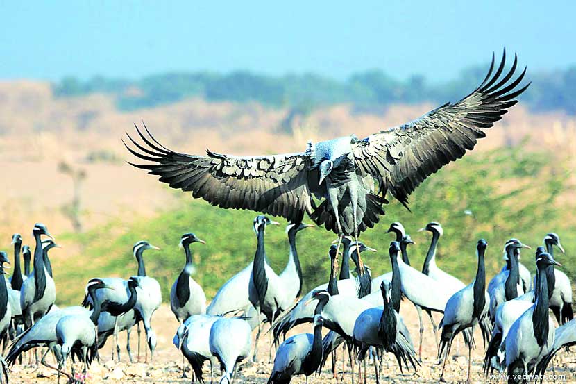 डेमोसेल क्रेन या स्थलांतरित पक्ष्यांचे थवेच्या थवे राजस्थानातील खिचन या गावी येतात.