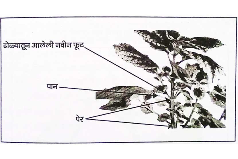 गृहवाटिका : कुंडीतील झाडांची छाटणी