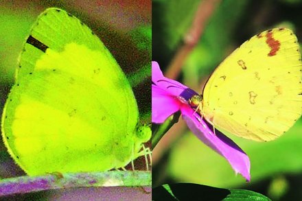 फुलपाखरांच्या जगात ; कॉमन ग्रास यलो