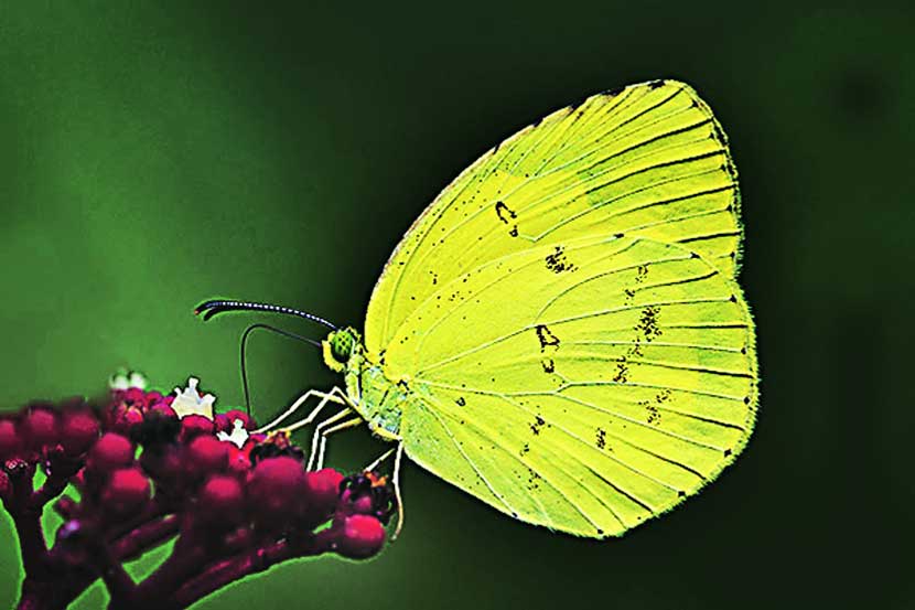 फुलपाखरांच्या जगात : कॉमन ग्रास डार्ट