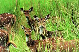 Two person, arrested, hunting deer, nandurba