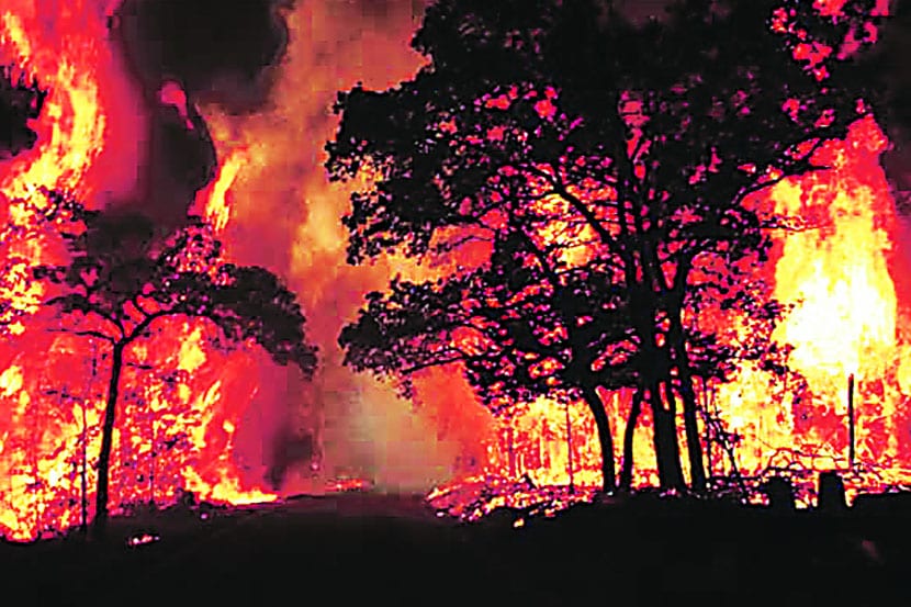 जंगलांतील आगीच्या झळा