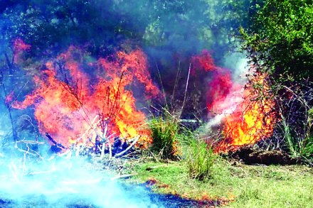 fire at tadoba