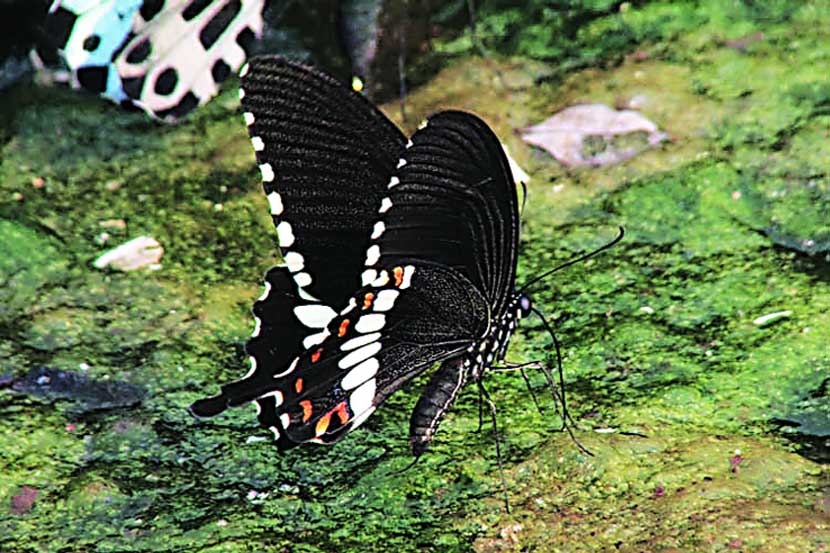 फुलपाखरांच्या जगात : कॉमन मॉरमॉन