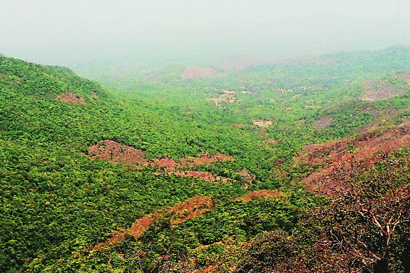 वन्यप्राण्यांसाठी वनातील लिलाव रोखला