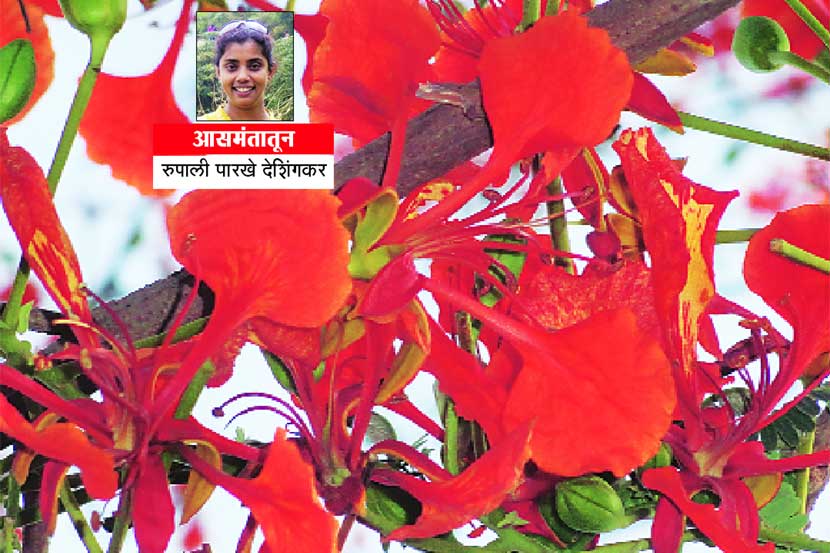 उन्हाळी आनंद सोहळा