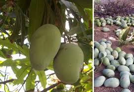 हाँगकाँग, मलेशिया आणि दुबईत ‘आम्रपाली’ आंब्याचे चाहते
