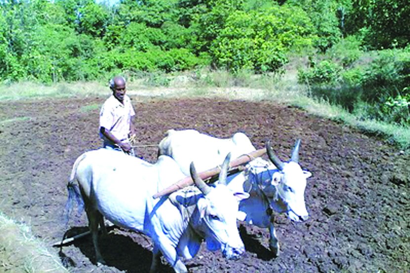 पीक प्रात्यक्षिकांबाबत आनंदीआनंदच