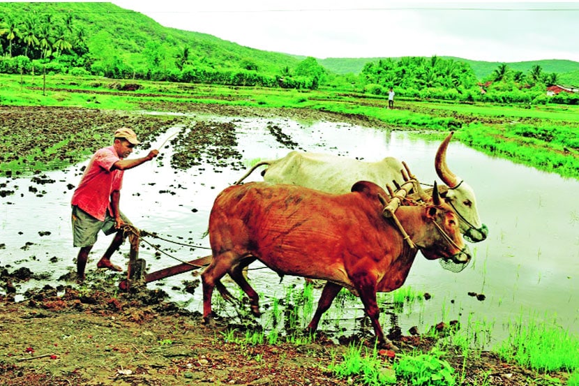दुबार पेरणीचे संकट टळले