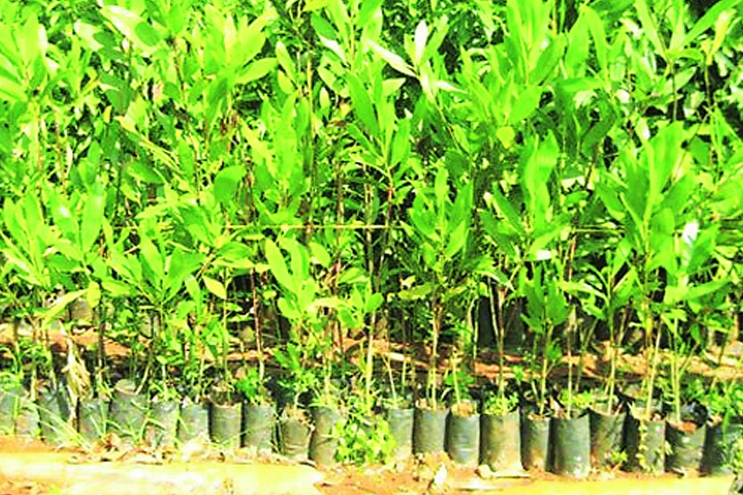 रानभाज्यांच्या मागणीत घट