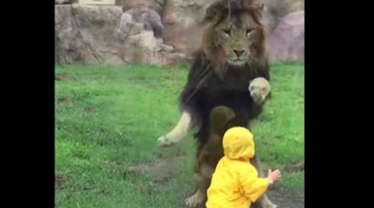 Lion charges at a toddler at a zoo in Japan, Wild animals, Zoo, Viral news, Viral videos, Loksatta, Loksatta news, Marathi, Marathi news