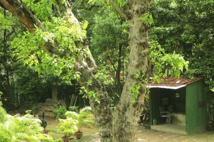 गृहवाटिका : कुंडीत नक्षत्रवृक्ष