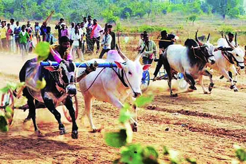 बैलगाडी शर्यतीचे पितळ उघडे