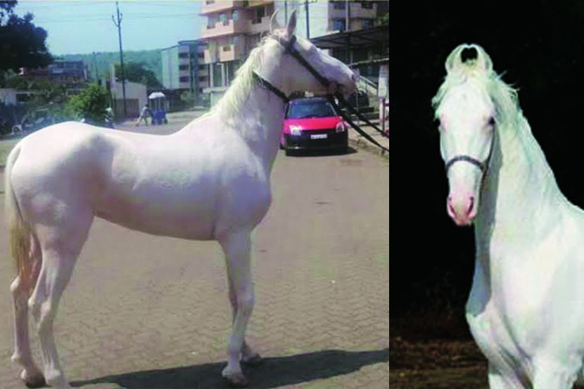 पेट टॉक : रुबाबदार अश्वांचे पंजाबी रूप नुकरा घोडा