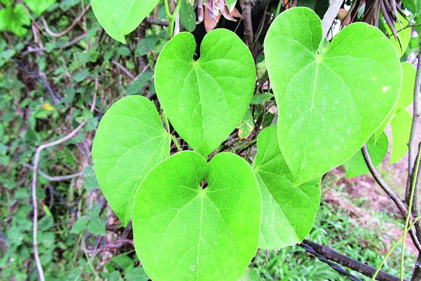 आयुर्मात्रा : गुळवेल