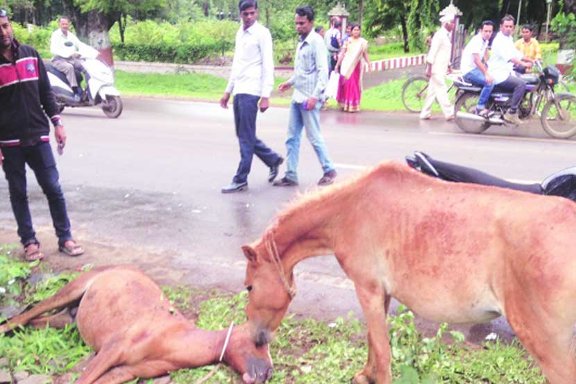  मृत घोडय़ाविषयी दु:ख व्यक्त करणारे अन्य अश्व.