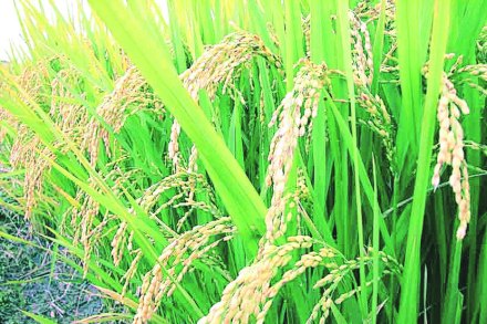 कृषीवार्ता : पावसामुळे भातशेतीचे नुकसान