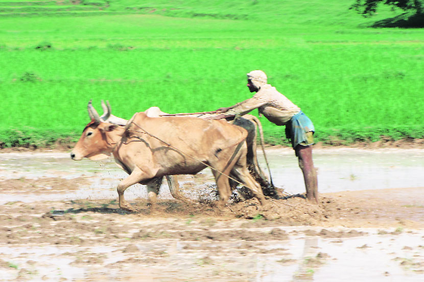 खतावरील अनुदानाचे पैसे थेट शेतकऱ्यांच्या खात्यात