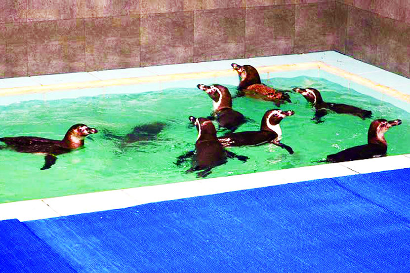 युवराजांच्या पेंग्विन सफारीनंतर ‘मनसबदारां’चीही रांग