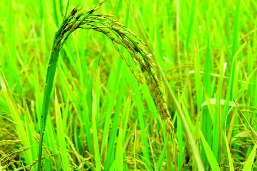 उरणची भातशेती तोटय़ाचीच