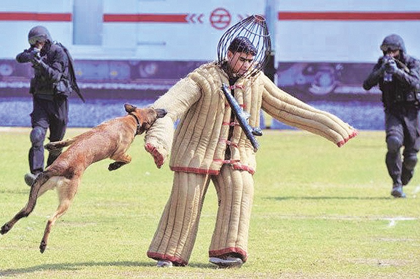 पेट टॉक : शूर श्वान ..