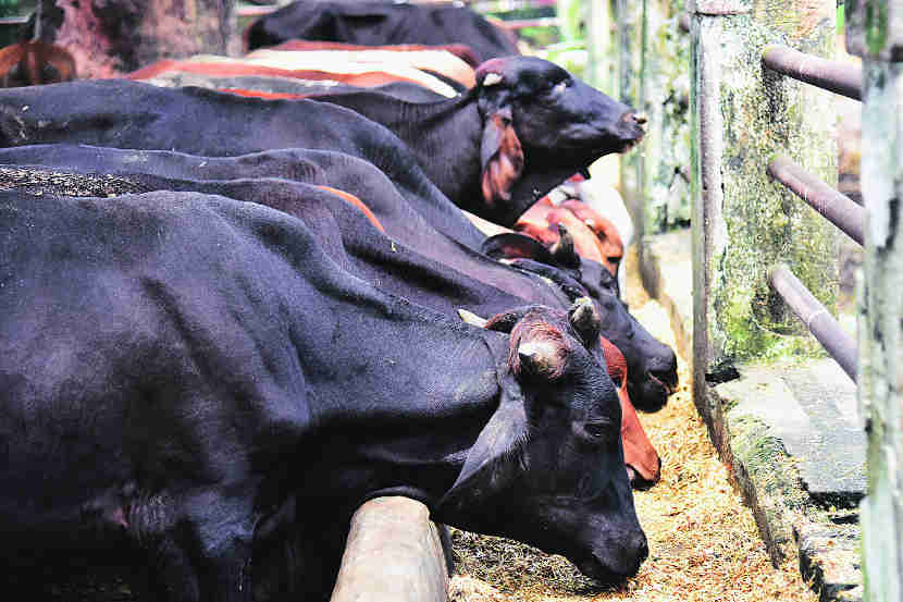 गो-पालकांच्या राज्यात गाईंचा हंबरडा