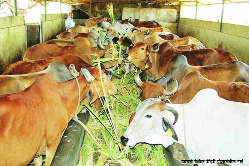 गोशाळेच्या नावाखाली व्यापार! (नाशिक)