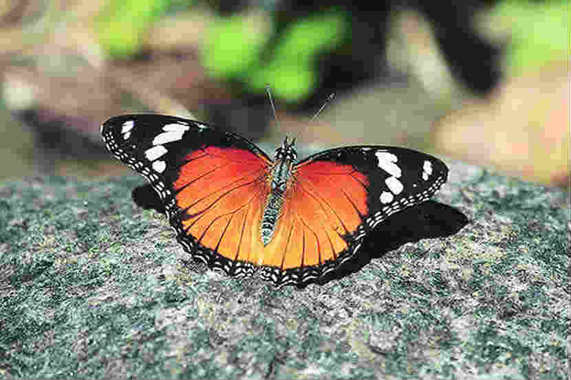 फुलपाखरांच्या जगात : डॅनाइड एग फ्लाय