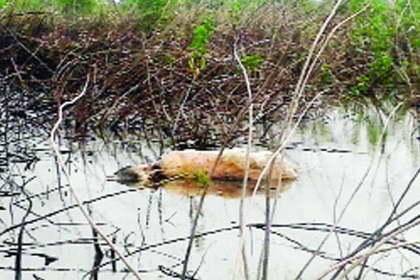 स्वयंघोषित गोरक्षकाकडूनच गाईंची विटंबना