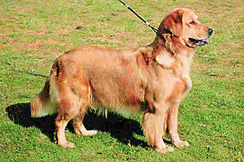 पेट टॉक : अपंगांचा आधार गोल्डन रिटरिवर