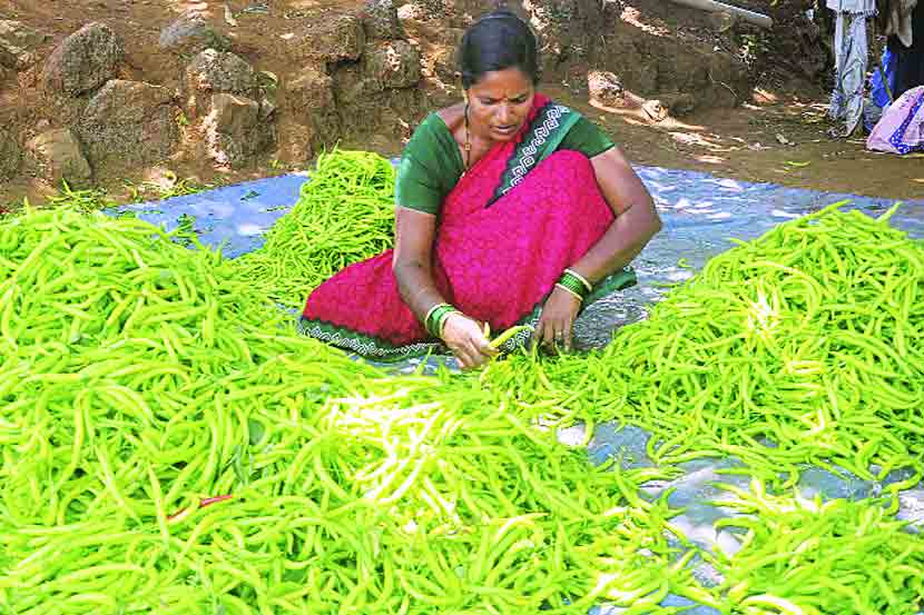 रायगडात ३ हजार हेक्टरवर सेंद्रिय शेतीचा प्रयोग