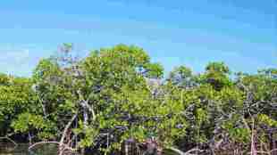 mangrove land