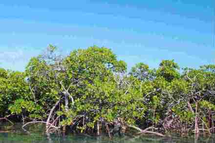 mangrove land