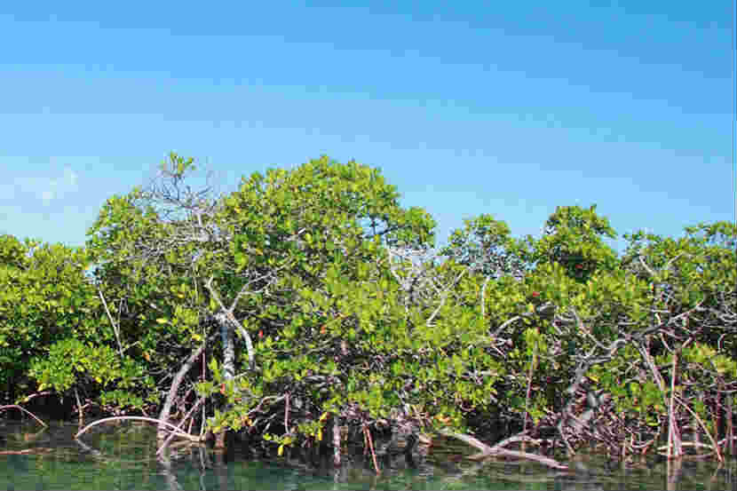 mangrove land