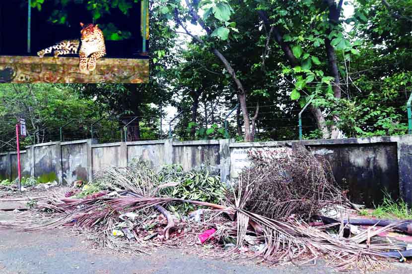 संजय गांधी राष्ट्रीय उद्यानाच्या संरक्षक भिंतीवर रविवारी रात्री बिबटय़ा सावजाच्या शोधात बसला होता. भिंतीलगत असलेल्या कचऱ्याच्या ठिकाणी गोळा होणारी कुत्री या बिबटय़ांचे भक्ष्य ठरत आहेत. मात्र, त्यामुळे परिसरातील रहिवाशांत दहशत पसरली आहे.