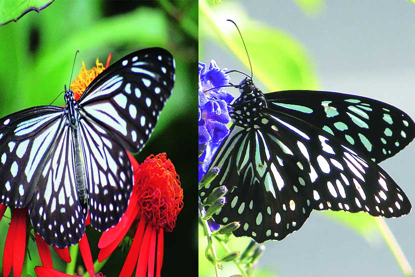 फुलपाखरांच्या जगात : ‘ब्लू टायगर’
