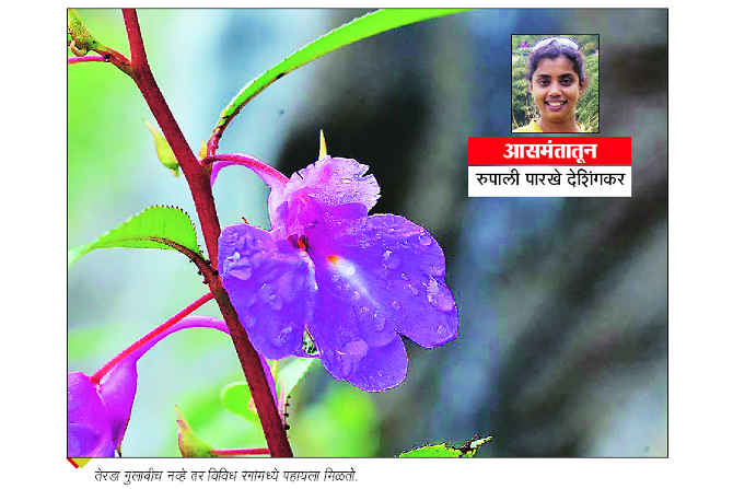 तेरडा, जळवा आणि पाल