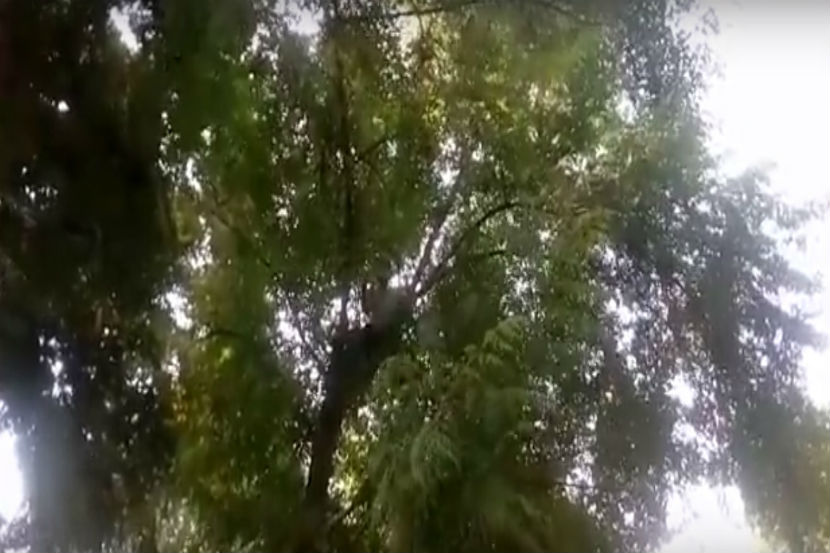 आपली पत्नी पळून गेली असा कांगावा त्याने केला.