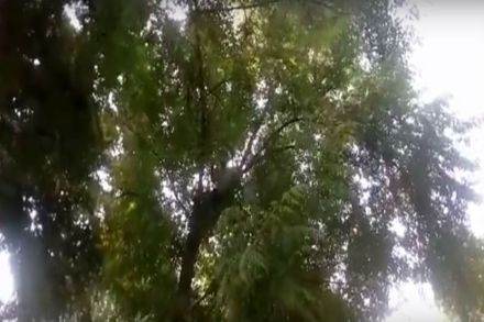 आपली पत्नी पळून गेली असा कांगावा त्याने केला.