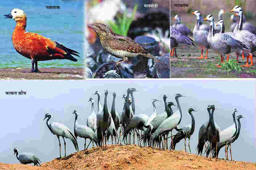पाखरांच्या गावा जावे..
