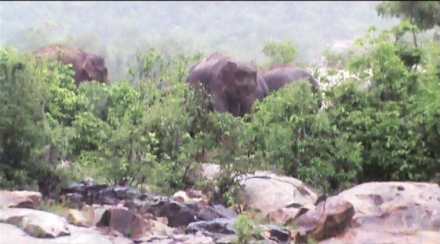 To save their calf, elephants , amazing facts, wild animals, Loksatta, Loksatta news, Marathi, Marathi news