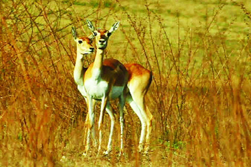 शहराजवळ आढळणाऱ्या काळविटांच्या संरक्षणाकडे वन खात्याचे दुर्लक्ष