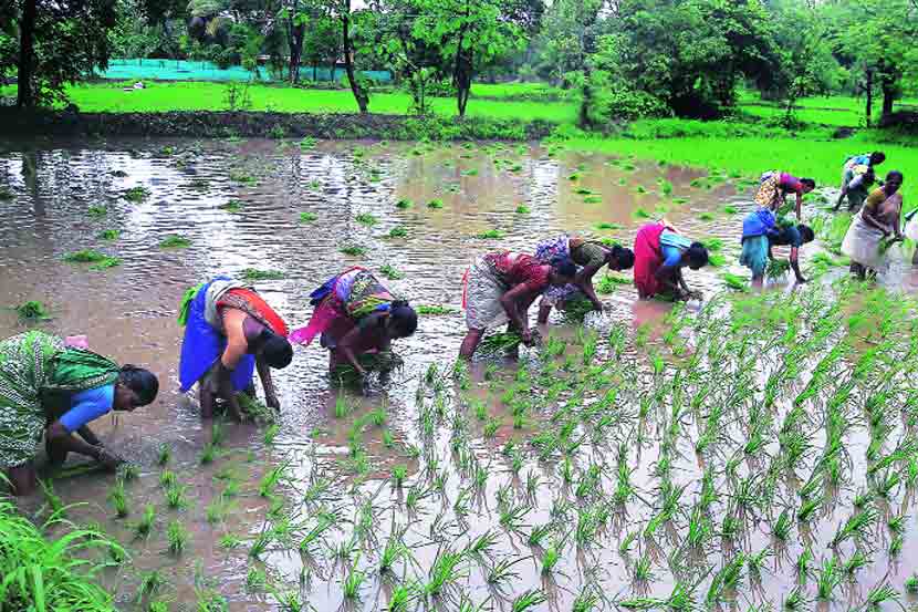 रायगड जिल्ह्य़ात प्रमाणित बियाणे उत्पादन कार्यक्रम