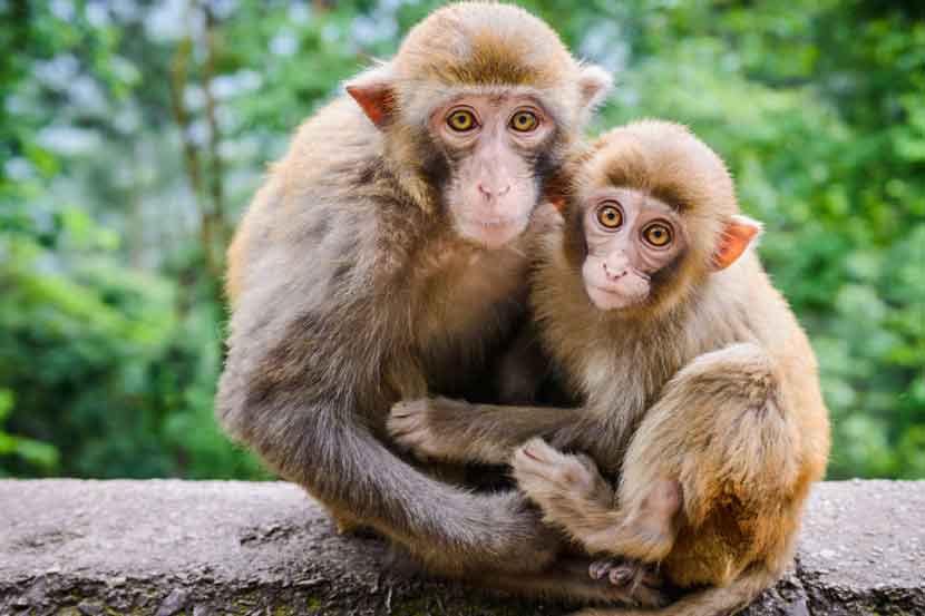 मेंदूरोगातील व्यक्तींना माकडे टंकलेखनाची मदत करणार